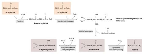 Ketone Body Synthesis DocCheck