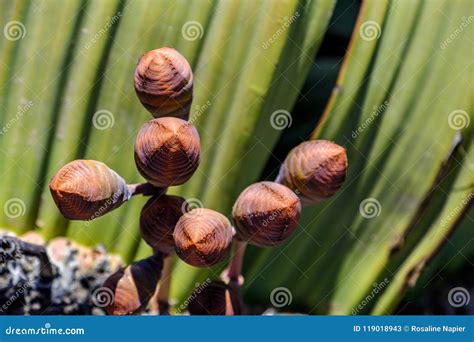 Female Cones Of Welwitschia Plant Stock Image Image Of Native Cone