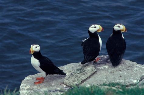 10+ Horned puffins free images