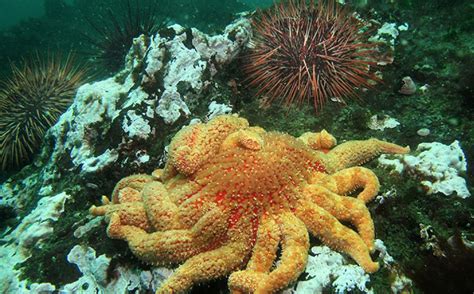 Uo Osu Researchers Say Endangered Sunflower Sea Stars Can Help Protect