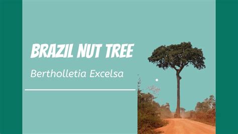 The Delicate Balance Of The Brazil Nut Tree In The Amazon Rainforest