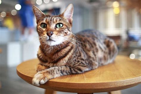 Ocicat Cat Breed Information & Characteristics