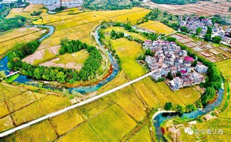 航拍江西多地金色田园 一片秋日丰收美景图凤凰网江西 凤凰网