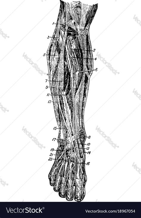 front  leg vintage royalty  vector image