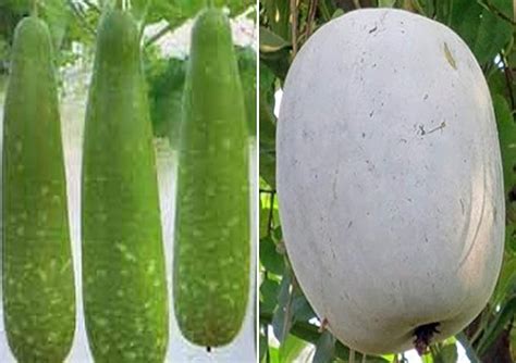 Bottle Gourd Dhari Loki And Ash Gourd Mithai Petha Seeds Pack Of