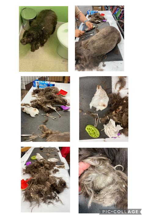 Hobo - Mina was so patient for us while we dealt with her badly matted