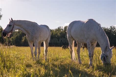 Couple Of White Horses Graze In A Paddock Stock Photo Image Of