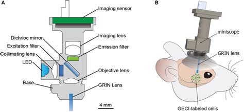 The Miniscope A Basic Components Of Miniscope And Grin Lens