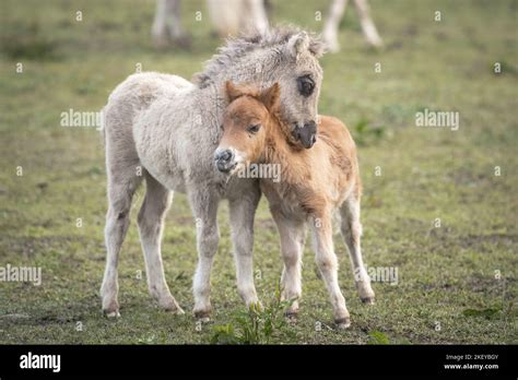 Mini Shetland Pony Foals Stock Photo Alamy