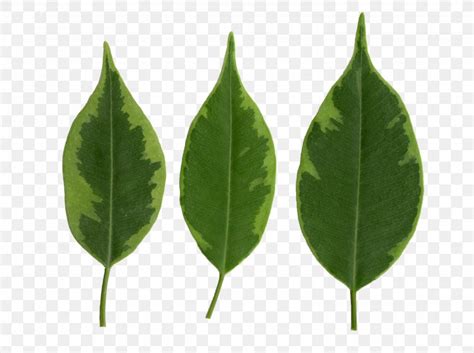 Leaf Texture Mapping Fig Trees Blender Png 3100x2316px 3d Computer