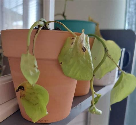 Why Is My Pothos Leaves Curling Causes Solutions Plants Craze