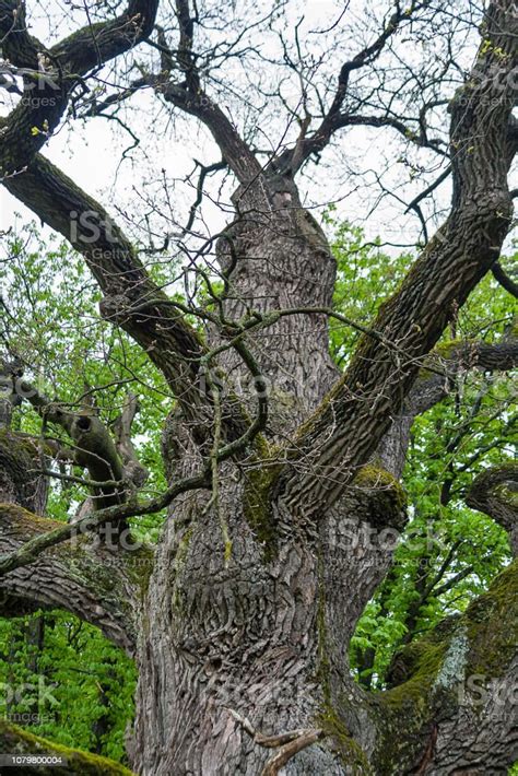 Beautiful Old Oak Tree Closeup Stock Photo Download Image Now Aging