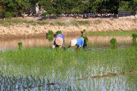 Small Scale Farmers Small Scale Farmers In The Agriculture Sector