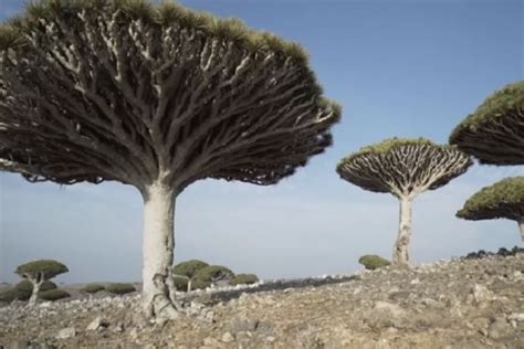 5 Fakta Tentang Pulau Socotra Yang Disebut Sebagai Tempat Munculnya