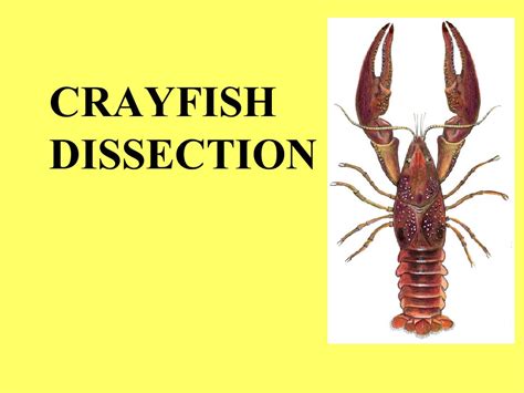 Crayfish Reproductive System Diagram