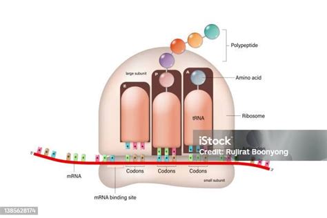 Ribosom Proses Penerjemahan Rna Diarahkan Sintesis Polipeptida Mrna Trna Sintesis Protein