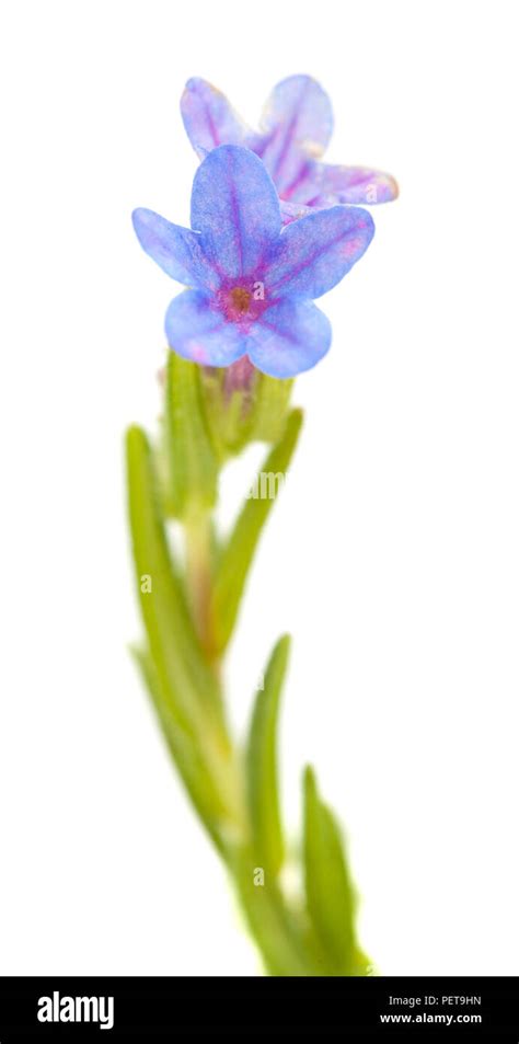 Flora Of Cantabria Lithodora Diffusa Purple Gromwell Isolated On