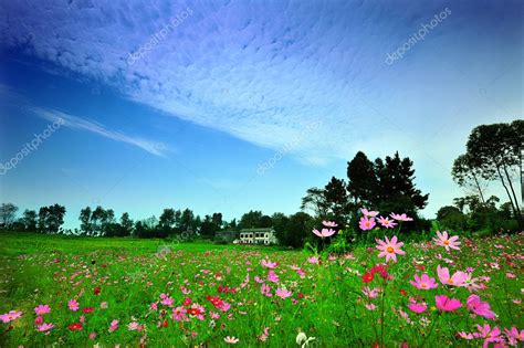 Spring Blue Sky Cloud Grass Flowers Farm Landscape — Stock Photo