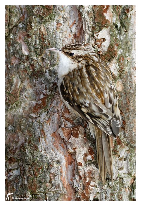 Grimpereau Brun Brown Creeper Lune De Mes Plus Belles P Flickr