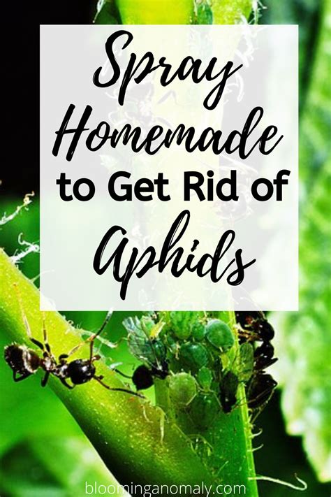 How To Get Rid Of Aphids On Plants Artofit