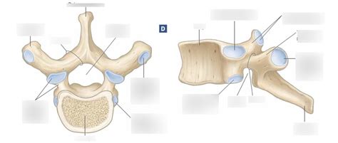 Typical Thoracic Vertebra Diagram Quizlet