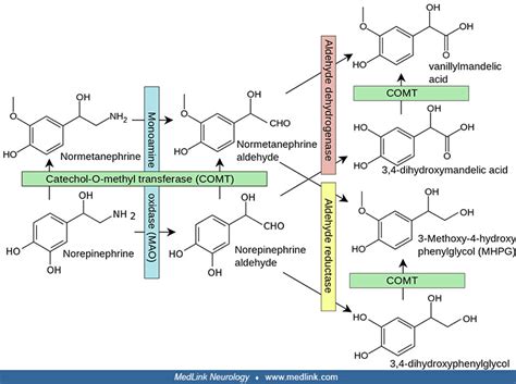 Monoamine Oxidase Deficiency Medlink Neurology