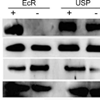 Western Blots Showing The Levels Of Ecr And Usp In Knockdown Males