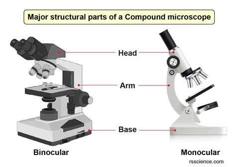 Compound Microscope Parts Labeled Diagram And Their Functions Rs