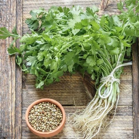 Para Qué Sirve El Cilantro Propiedades Para La Salud Vibra