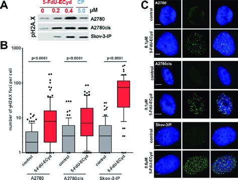 Dna Double Strand Break Analysis In Fdu Ecyd Treated Cells A