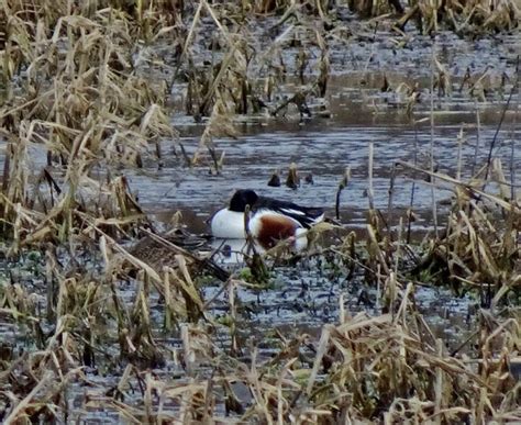 Shoveler