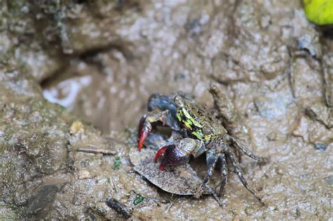 Adventures With The Naked Hermit Crabs December