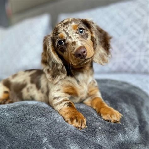Miniature Dapple Dachshund All Dachshund