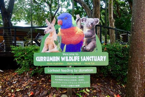 Roo’s Top Picks: Currumbin Wildlife Sanctuary - Tribe on a Quest