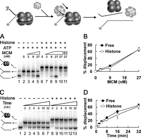 MCM Helicase Unwinding Of DNA Bound By The Archaeal Histone HMtA2 The