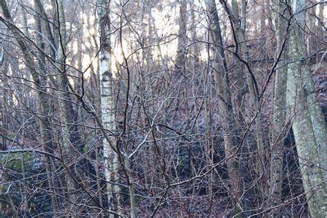 Gratis Afbeeldingen Landschap Boom Natuur Bos Tak Sneeuw Koude