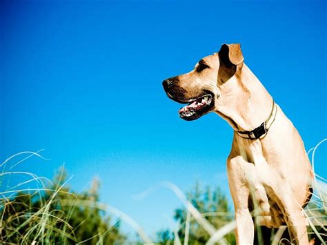 90 Best Female Great Dane Names