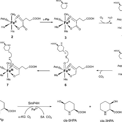 a Common mechanism for hydroxylation with... | Download Scientific Diagram