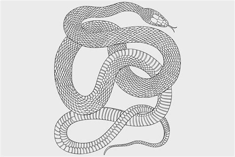 A Snake A Line Art Drawing Graphic By Urtica Design · Creative Fabrica