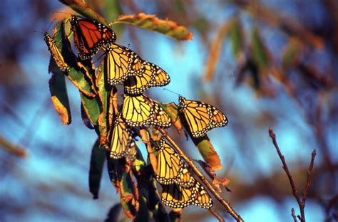 Monarch Butterfly in North America