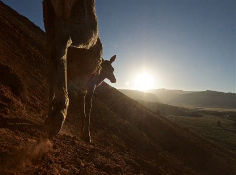 New study to track greater Yellowstone area elk migration