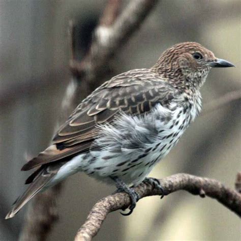 Amethyst Starling