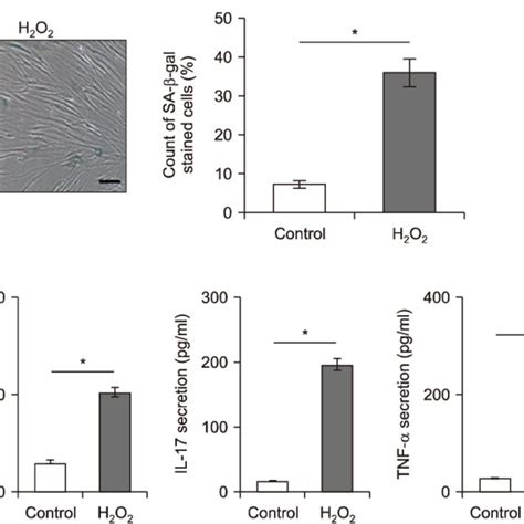 Characteristics Of Cellular Senescence Of Human Gingival Fibroblasts