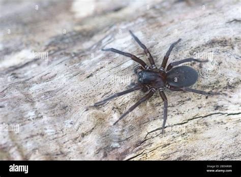 Lace web spider Stock Photo - Alamy