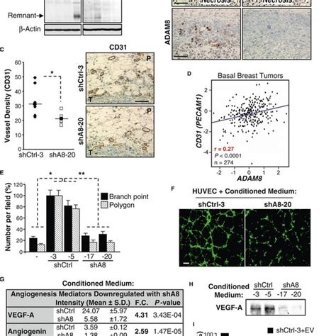 Adam8 Knockdown Profoundly Decreases Orthotopic Tumor Formation Ctc Download Scientific