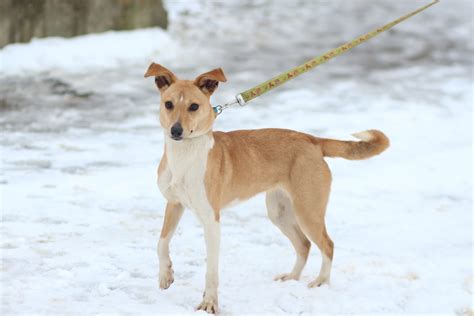 Adoption de Dasha Petit chien chien croisé petit région Île de France