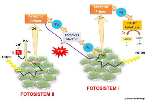 Proses Fotosintesis Dan Cara Mudah Menghafalkannya Biologizone