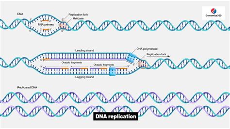 Dna Replication Youtube