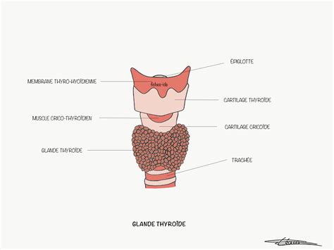 Glande thyroïde Fiches IDE