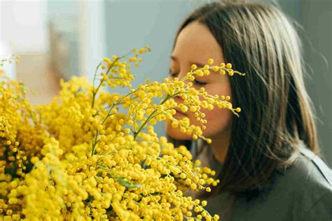 Mimosa E Festa Della Donna Origini E Significato Del Simbolo